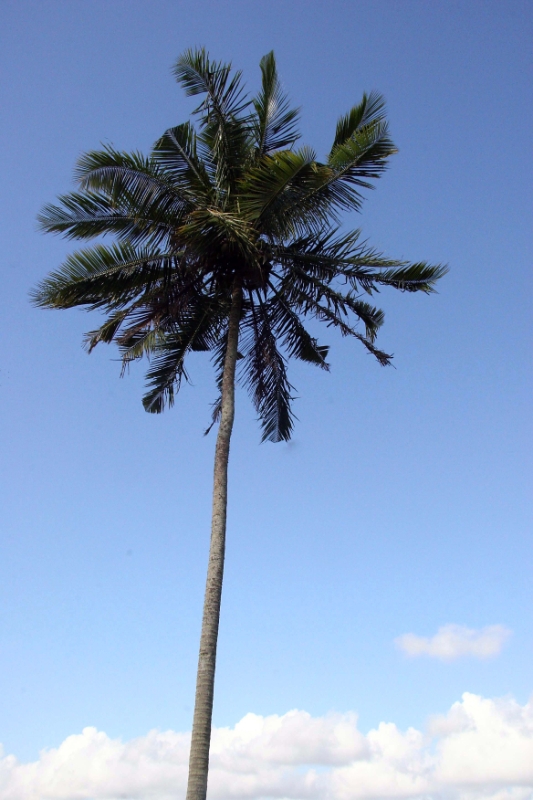 Palm tree, Bali Tirtagangga Indonesia.jpg